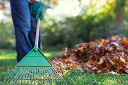 lawn maintenance - raking
